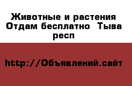 Животные и растения Отдам бесплатно. Тыва респ.